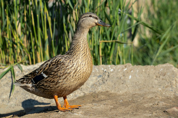 Domestic duck close up. Duck portrait in nature.