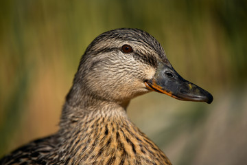 Domestic duck close up. Duck portrait in nature.