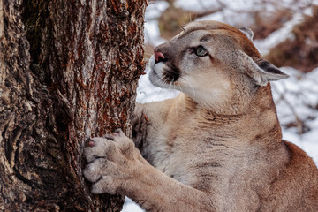 Beautiful Young Canadian Puma Hunting in the Forest © Denis