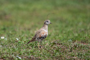 Eurasian Dotterel (Charadrius morinellus) bird in the natural habitat.