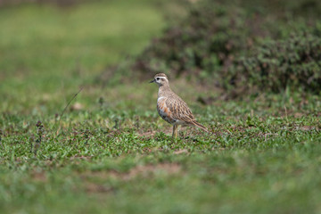 Eurasian Dotterel (Charadrius morinellus) bird in the natural habitat.