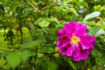 Flower of wild rose in nature after rain