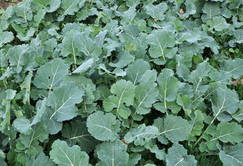 In the autumn field grows winter rape