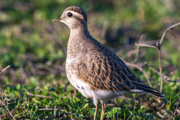 Eurasian Dotterel (Charadrius morinellus) bird in the natural habitat.