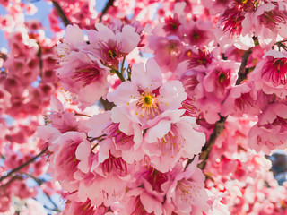 Plum blossom in a park in Dazaifu Tenmangu in Fukuoka, Japan