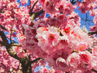 Fototapeta premium Plum blossom in a park in Dazaifu Tenmangu in Fukuoka, Japan