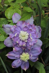 Blue clematis blooms on supports in the garden.