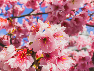 Plum blossom in a park in Dazaifu Tenmangu in Fukuoka, Japan