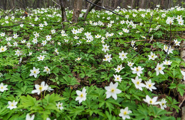 The first flowers of anemone in the forest in a clearing .