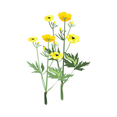 Yellow flowers illustration. Flower, plant, nature. Spring concept. illustration can be used for topics like garden, field flowers, nature