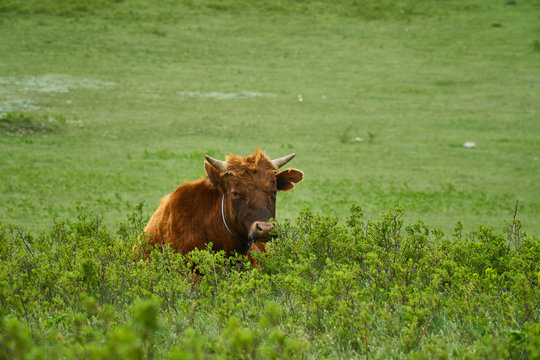 Cow in nature. In the grass and stands on stones and puddles in the stones. A wild pet. Red bull.