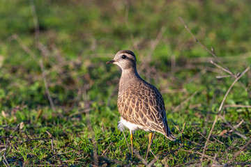Eurasian Dotterel (Charadrius morinellus) bird in the natural habitat.