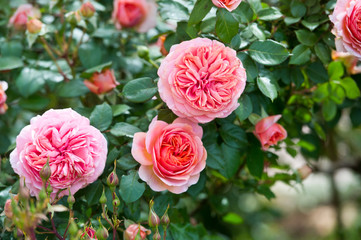 Nostalgic Hybrid Tea Rose Chippendale. Beautiful bush of yellow pink roses in a spring garden. Rose garden.