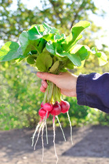 A woman holds in her hand a fresh bunch of radishes.