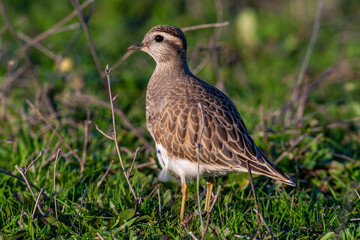 Eurasian Dotterel (Charadrius morinellus) bird in the natural habitat.