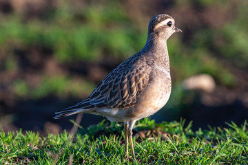 Eurasian Dotterel (Charadrius morinellus) bird in the natural habitat.