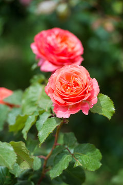 Nostalgic Hybrid Tea Rose Chippendale. Beautiful bush of yellow pink roses in a spring garden. Rose garden.