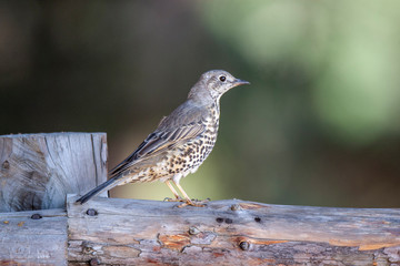 Song Thrush (Turdus philomelos) natural habitat bird.