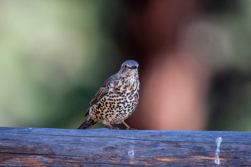 Song Thrush (Turdus philomelos) natural habitat bird.