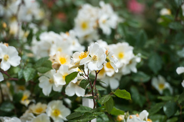 Obraz premium Rosalita musk rose in the garden. Gardening