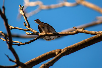 Spruce on a branch without leaves