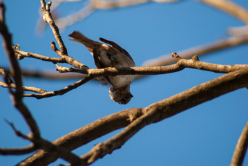 Spruce on a branch without leaves