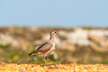 Eurasian Dotterel (Charadrius morinellus) bird in the natural habitat.