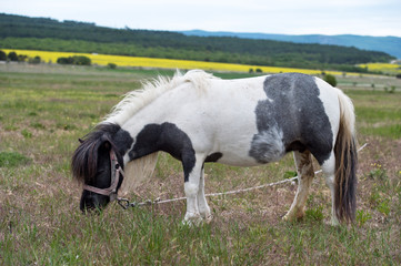 Pony grazing in a meadow