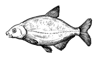 Hand drawn bream  Fish vector illustration