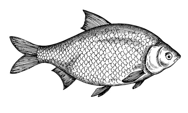 Hand drawn Fish vector illustration