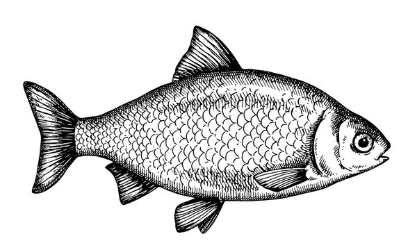 Hand drawn Fish vector illustration