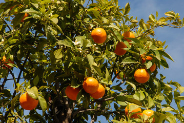 Orange tree with oranges