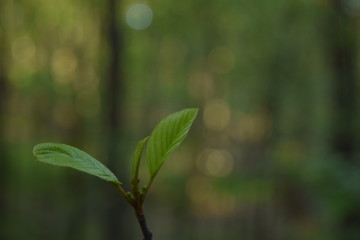 Alone germinating green leaves of a young tree in the forest. The beginning of spring.