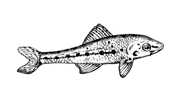 Hand drawn vector Fish. Black and white illustration