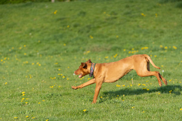 Hungarian Pointer is a thoroughbred bitch. Light brown and fairly short coat.