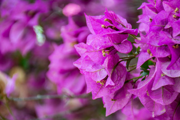 Pink bougainvillea close-up, with copy space