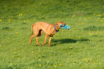 The Hungarian pointer is wonderfully retrieving retrieves during the afternoon sunny training.