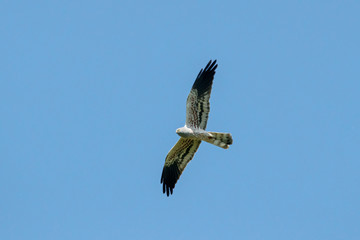 Montagu's harrier circus pygargus male in flight under blue sky. Cute rare bird of prey in wildlife.