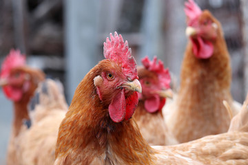 Chickens on the farm, selective focus. Poultry concept, brown hen
