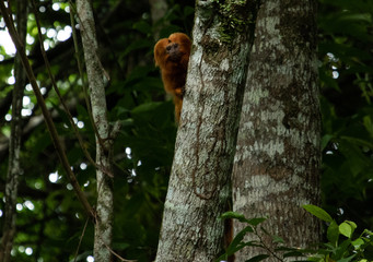 Tamarin on the tree