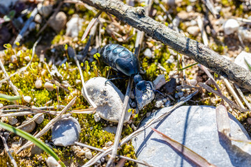 Close Up of a blister beetle, genus Meloe, commonly referred to as oil beetle. Photo taken in Padenghe sul Garda, Italy. 