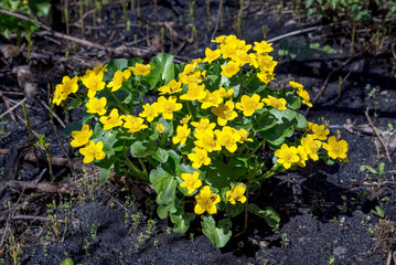 Flowering plant the marsh Marigold yellow flowers in spring.