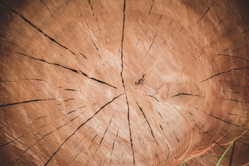 Closeup of the wood texture of a cut tree