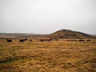 Fototapeta na wymiar A group of Icelandic ponies in the pasture with mountains in the background. Icelandic horses in the pasture. Incredible scenery. Brown grass. Autumn in Iceland.