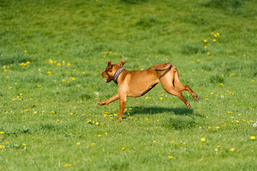 Hungarian Pointer is a thoroughbred bitch. Light brown and fairly short coat.