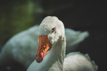 Portrait of a goose with light blue 