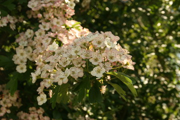 Blumen im Sonnenlicht