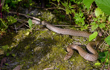 Smooth snake / Schlingnatter (Coronella austriaca) 
