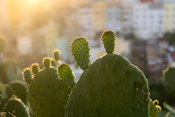 La luz del sol al atardecer ilumina un cactus en un jardin de ciudad. Edificios desenfocados en segundo plano  