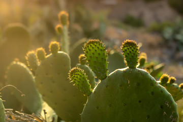 La luz del sol al atardecer ilumina un cactus. Primer plano